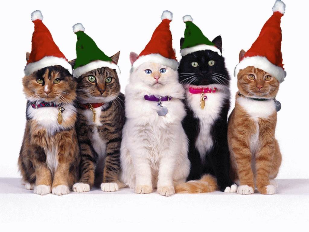 5-cute-cat-celebrating-christmas