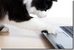 Cat uses a laptop